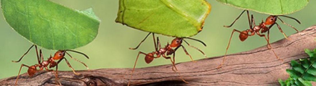 Dedetização de Formigas Doceiras  24 HORAS